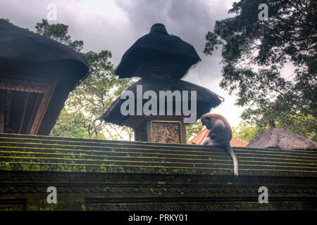 Der Affe Sanctuary ist eine der bekanntesten Sehenswürdigkeiten in Ubud auf Bali, Indonesien Stockfoto