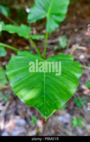 Native Lilie oder cunjevoi, Alocasia brisbanensis, in den nebligen Berge wüste Titel, Queensland, Australien wachsenden Stockfoto