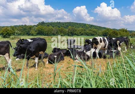 Schwarze und weiße Kühe sittng und Wandern in einem Feld in der Landschaft in Arundel, West Sussex, England, UK. Stockfoto