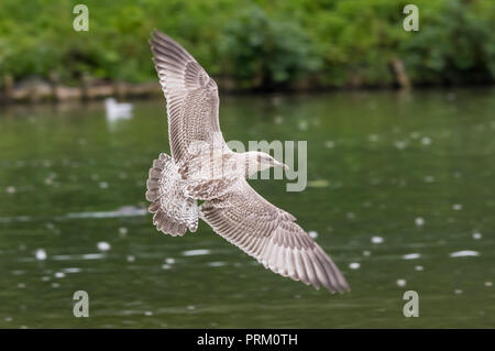 Juvenile europäischen Silbermöwe (Larus argentatus) mit Flügel ausspannt, fliegen tief über einem See in West Sussex, England, UK. Stockfoto