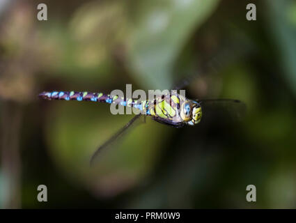 Männliche Southern Hawker Dragonfly (Aeshna cyanea) im Flug im Herbst in West Sussex, England, UK. Dragonfly schweben. Stockfoto
