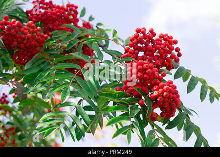 Aurumn ashberry Zweig und Beeren. Bunten Hintergrund Stockfoto