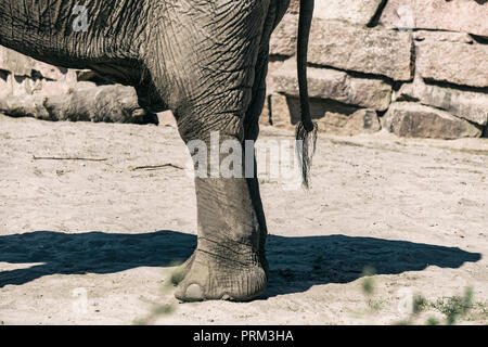 Berlin, Deutschland, 29. Mai 2018: Nahaufnahme eines Teils der Elefant im Tierpark Stockfoto