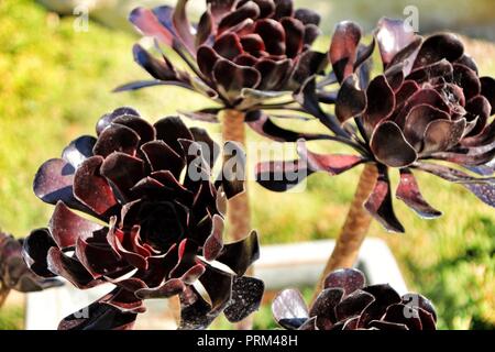 Tree Aeonium, Aeonium arboreum sukkulente Pflanze unter der Sonne im Garten Stockfoto