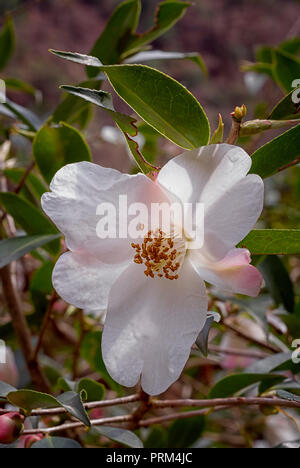 Camellia cuspidata, Theaceae, immergrüne shurb, einfache Blume weiß. Stockfoto