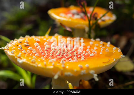 In der Nähe der Fliege amanita Pilze mit weißen Flecken in einem Wald. Geringe Tiefenschärfe. Stockfoto
