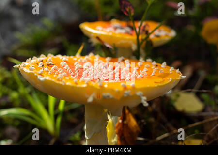 In der Nähe der Fliege amanita Pilze im Wald. Geringe Tiefenschärfe. Stockfoto