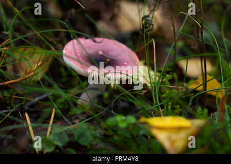 Psathyrella obscura Pilz in einer schwedischen Wald. Horizontale. Stockfoto