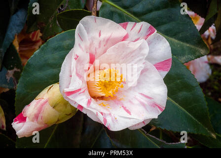 Camellia japonica cv Tricolor de Siebold, Theaceae, immergrüne shurb, rosa Blume im Schatten von Weiß, semi-Doppel. Stockfoto