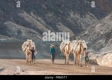 Lake Assal (Salt Lake) Dijbuti - Kamel Zug Stockfoto