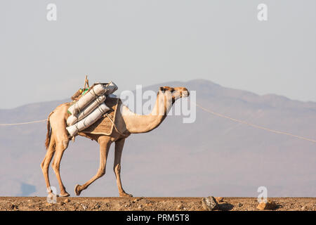 Lake Assal (Salt Lake) Dijbuti - Kamel Zug Stockfoto