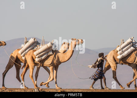 Lake Assal (Salt Lake) Dijbuti - Kamel Zug Stockfoto