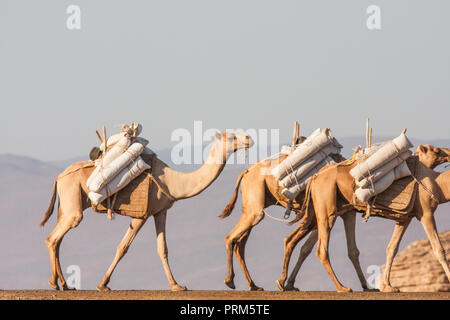 Lake Assal (Salt Lake) Dijbuti - Kamel Zug Stockfoto