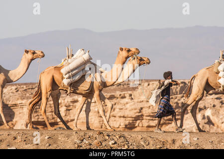 Lake Assal (Salt Lake) Dijbuti - Kamel Zug Stockfoto