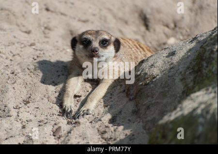 Suricata suricatta oder Erdmännchen Erdmännchen. Kleine carnivoran vom mongoose Family - herpestidae. Afrikanische eingeborene Niedliche Tier. Stockfoto