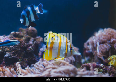 Aquarium Fische - Sergeant Major oder pantano und Gelb fishtank. Abudefduf Saxatilis. Stockfoto