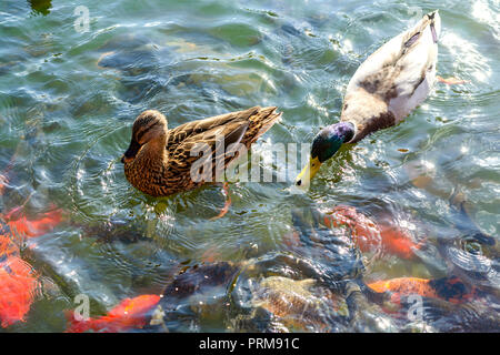 Stockenten und coi Karpfen schwimmen im Wasser in einem Fluss oder Teich. Im Freien. Close-up. Stockfoto