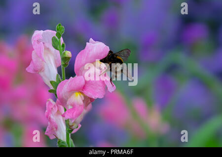 Makro einer Hummel auf einer rosa Drachen Blume Stockfoto