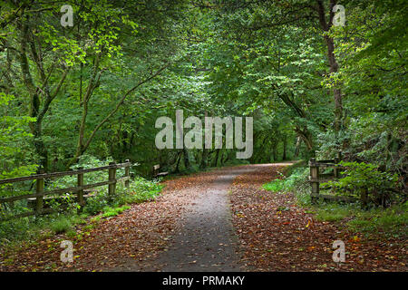 Waldspaziergang mit dappled Licht im frühen Herbst, Wales, Großbritannien Stockfoto