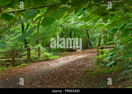 Waldspaziergang mit dappled Licht im frühen Herbst, Wales, Großbritannien Stockfoto