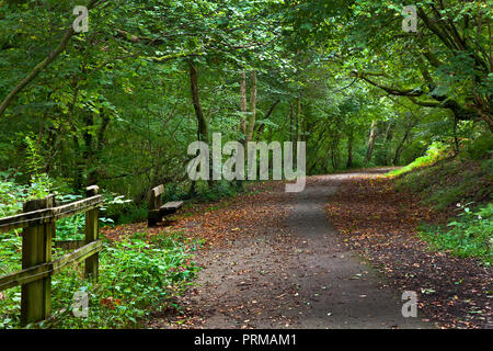 Waldspaziergang mit dappled Licht im frühen Herbst, Wales, Großbritannien Stockfoto