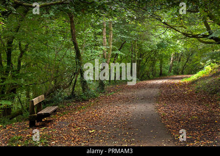 Waldspaziergang mit dappled Licht im frühen Herbst, Wales, Großbritannien Stockfoto