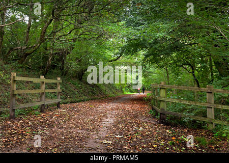 Waldspaziergang mit dappled Licht im frühen Herbst, Wales, Großbritannien Stockfoto