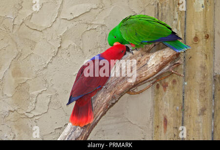 Paar Eclectus Papageien (eclectus roratus) - weiblich (rot) und männlichen (grün) Stockfoto