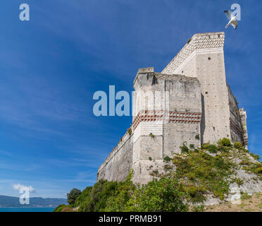 Möwe fliegt über das Schloss von Lerici mit Blick auf das Meer, La Spezia, Ligurien, Italien Stockfoto