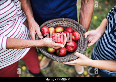 Eine nicht erkennbare ältere Menschen mit einem Korb voller Äpfel im Obstgarten. Stockfoto