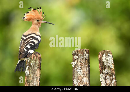 Eurasische Wiedehopf oder gemeinsamen Wiedehopf (Upupa Epops) Stockfoto