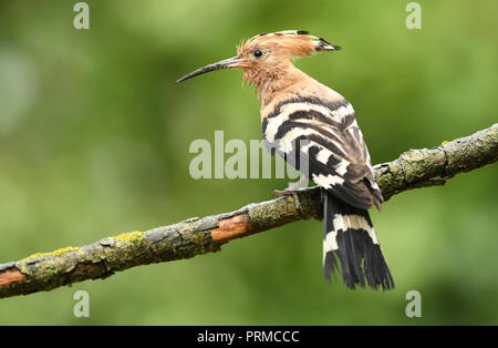 Eurasische Wiedehopf oder gemeinsamen Wiedehopf (Upupa Epops) Stockfoto