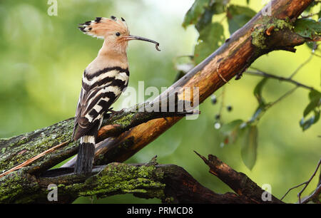 Eurasische Wiedehopf oder gemeinsamen Wiedehopf (Upupa Epops) Stockfoto