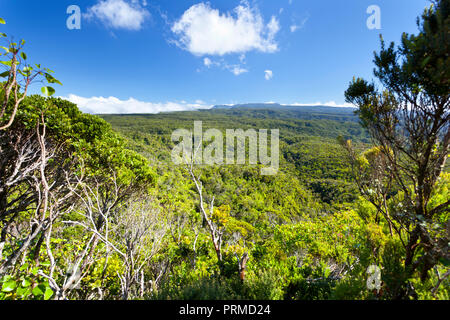 Regenwald im Hochland von Kauai, Hawaii. Stockfoto