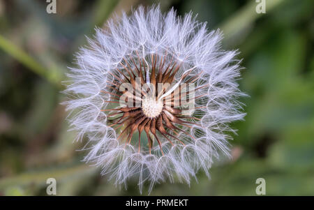 Nahaufnahme von Löwenzahn Samen auf grünem Hintergrund Stockfoto