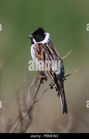 Männliche Reed Bunting Stockfoto