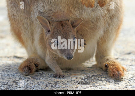 Mareeba Rock Wallaby mit Jungen im Far North Queensland Australien Stockfoto