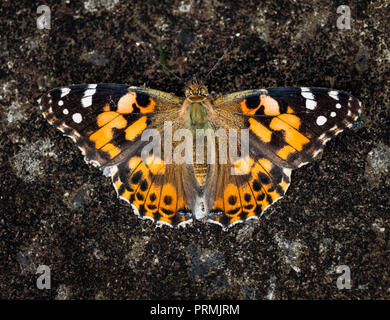 Painted Lady Butterfly Vanessa cardui Stockfoto