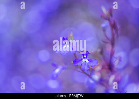 Flache Tiefenschärfe floralen Bild der blauen Lobelia Blume Stockfoto