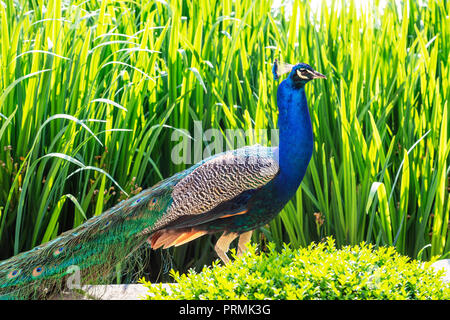 Europa, Tschechien, Böhmen, Prag, UNESCO-Welterbe, Pfau, Indischen Pfau (Pavo cristatus) in Wallenstein Palace Park Stockfoto