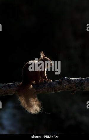 Eine Felge leuchtet rote Eichhörnchen (Sciurus vulgaris) saßen auf eine Zweigniederlassung, die in einem Waldgebiet in den schottischen Highlands. Stockfoto