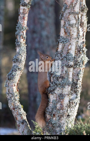 Ein rotes Eichhörnchen (Sciurus vulgaris) auf einem Baumstamm in einem Waldgebiet in den schottischen Highlands festhalten. Stockfoto