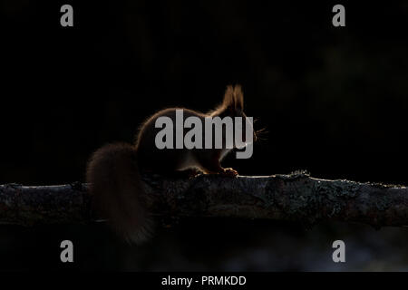 Eine Felge leuchtet rote Eichhörnchen (Sciurus vulgaris) saßen auf eine Zweigniederlassung, die in einem Waldgebiet in den schottischen Highlands. Stockfoto