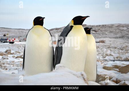 Kaiser Pinguin stehend auf Schnee. Klaren Tag. Close-up Stockfoto