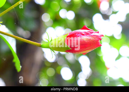 Red Hibiscus flower Ansicht schließen. Stockfoto