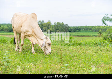 Eine weiße brahman Kuh essen Gras in das Feld Stockfoto