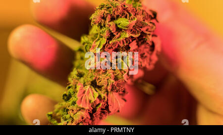 Marihuana Knospen in Rasta mans Hände close-up. medizinischen Marihuana Dispensary Konzept Stockfoto