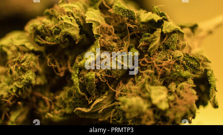 Marihuana Knospen in Rasta mans Hände close-up. medizinischen Marihuana Dispensary Konzept Stockfoto