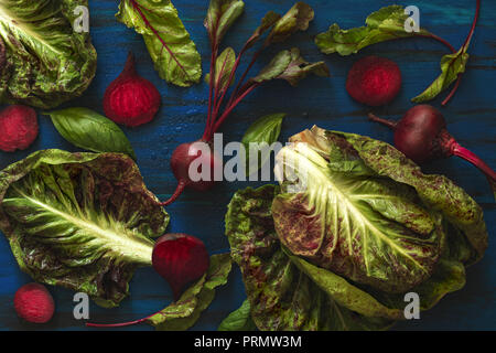 Stapel der homegrown Organic junge rote Rüben mit grünen Blättern und Kopfsalat Chicorée mit Wassertropfen auf dunkelblau Holztisch. Frische rote Bete auf b geerntet Stockfoto