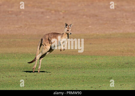 Eastern Grey Kangaroo in Far North Queensland Australien Stockfoto